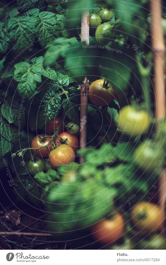 Tomaten im Garten werden langsam reif grün unreif gärtnern Gemüse frisch Ernährung Lebensmittel Pflanze Gesundheit Wachstum natürlich Gartenarbeit wachsen