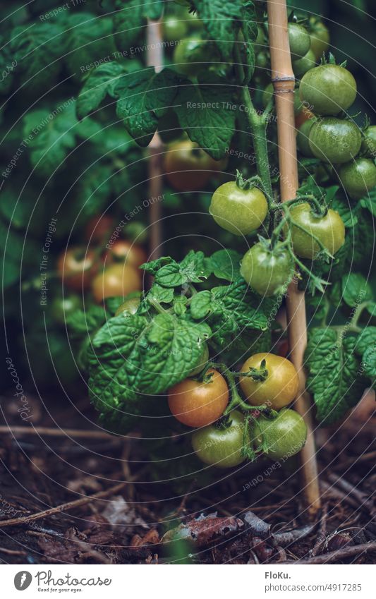 Tomaten reifen langsam im Garten Kirschtomaten Pflante Tomatenpflanze wachstum Nahrung Ernährung vegan vegetarisch obst rund klein Cherrytomaten grün rot frisch