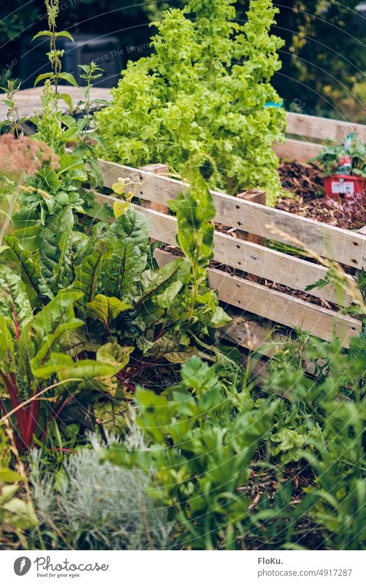 Verwildertes Hochbeet Garten Natur Gartenarbeit selbstversorgung Selbstversorger Gemüse Beet Lebensmittel organisch nachhaltig Selbstversorgung Gartenbau Samen