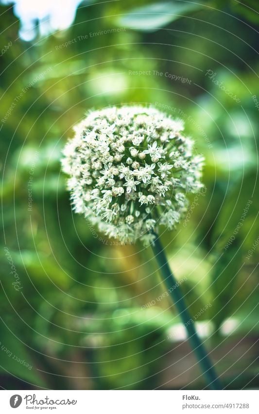 Runde Blüte einer Gemüsezwiebel Zwiebel Blume rund weiß Wachstum Pflanze Gärtnern Gartenarbeit gärtnern Natur grün frisch natürlich Pflanzen wachsen