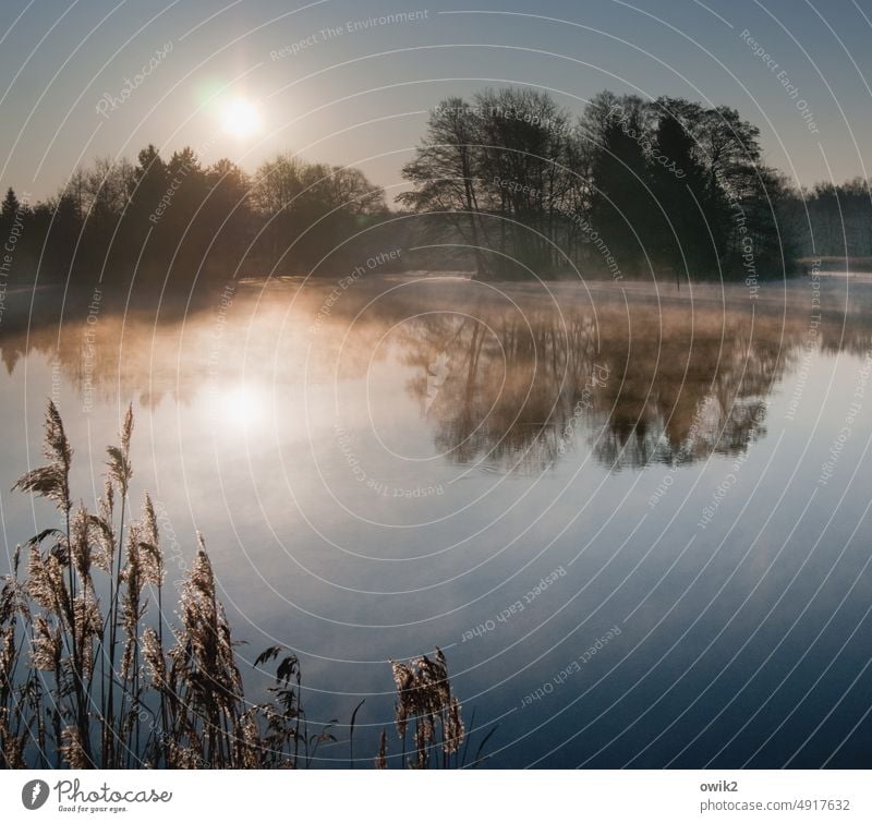 Insel der Seligen See Teich Seeufer glänzend Nebel Sträucher Baum Horizont Wolkenloser Himmel Wasser Schönes Wetter Landschaft Pflanze Natur Umwelt Röhricht