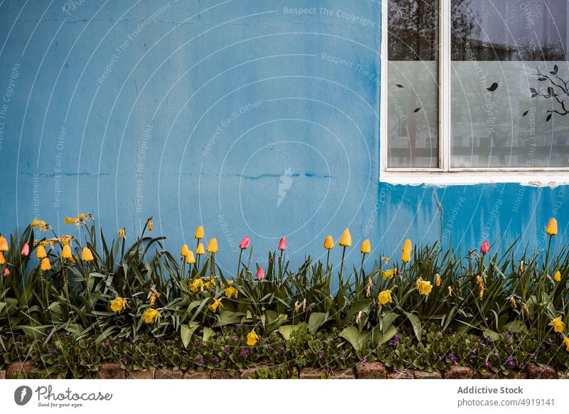 Blumen in der Nähe von Wohngebäuden Haus Blumenbeet Pflanze Eingang Gebäude Fenster Landschaft schäbig geblümt Blütezeit ländlich verwittert wohnbedingt