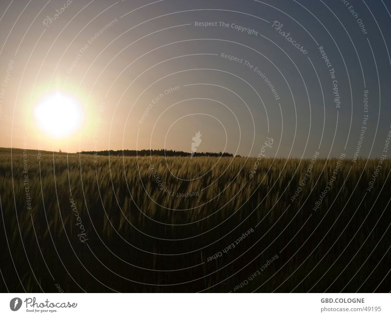 "Sundown" Erholung Ferien & Urlaub & Reisen Freiheit Sonne Natur Himmel Horizont Feld Unendlichkeit natürlich schwarz Sonnenuntergang Abenddämmerung Kornfeld