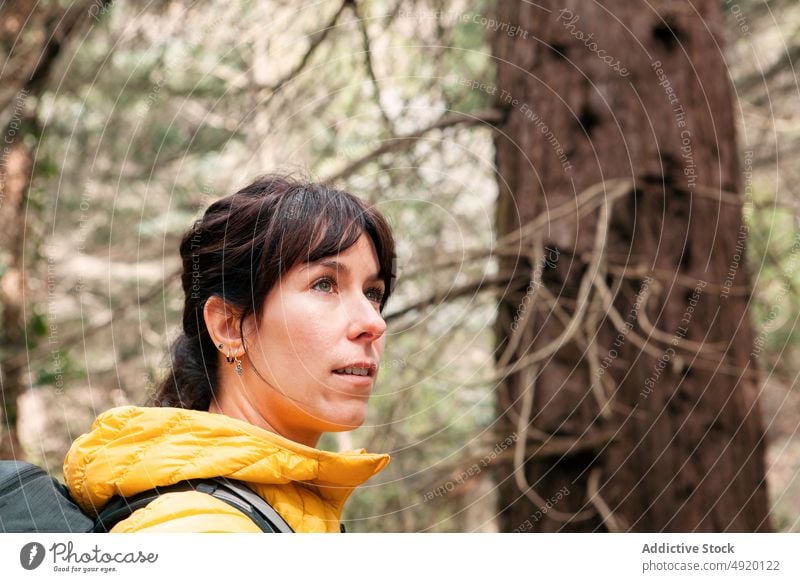 Weiblicher Reisender erkundet Wald Frau erkunden Ausflug bewundern Baum nadelhaltig Oberbekleidung Natur Wochenende Rucksack Waldgebiet Sommer Wälder Abenteuer