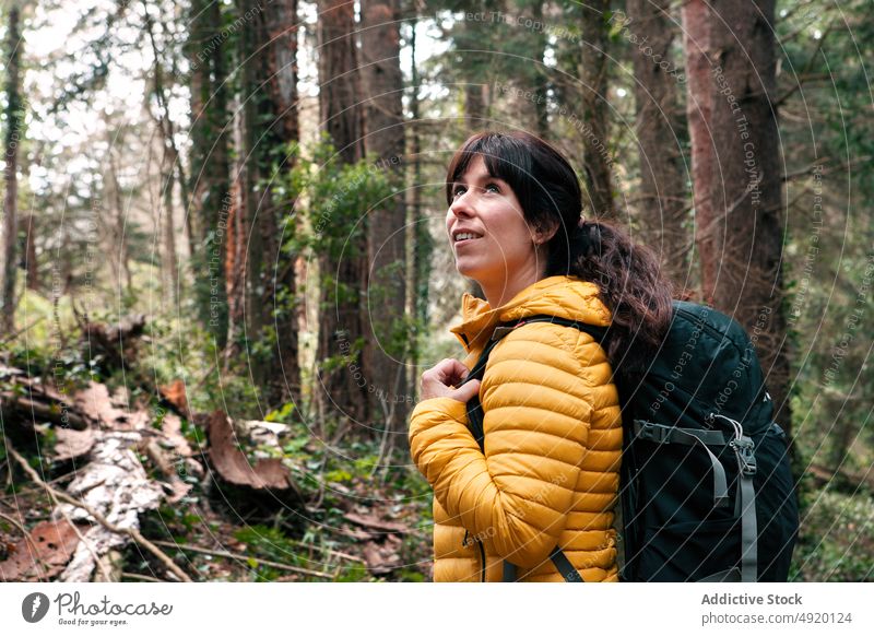 Weiblicher Reisender erkundet Wald Frau erkunden Ausflug bewundern Baum nadelhaltig Oberbekleidung Natur Wochenende Rucksack Waldgebiet Sommer Wälder Abenteuer