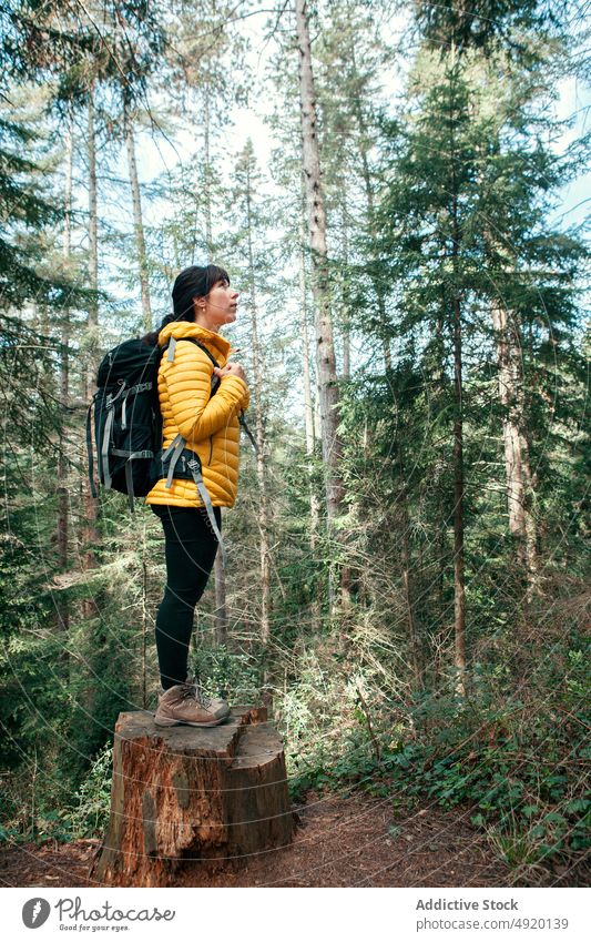 Weiblicher Reisender erkundet Wald Frau erkunden Ausflug bewundern Baum nadelhaltig Oberbekleidung Natur Wochenende Rucksack Waldgebiet Sommer Wälder Abenteuer