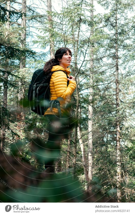 Weiblicher Reisender erkundet Wald Frau erkunden Ausflug bewundern Baum nadelhaltig Oberbekleidung Natur Wochenende Rucksack Waldgebiet Sommer Wälder Abenteuer