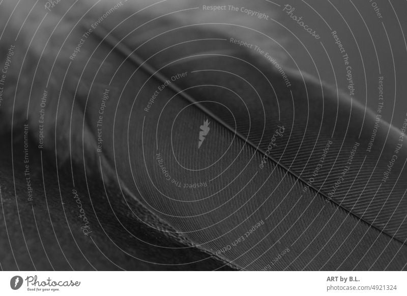 Feder feder federleicht zart hintergrund nahaufnahme neutral weich filigran