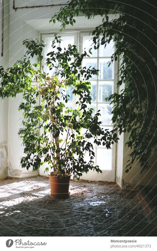 Ficus Fikus Raum Terrasse Balkon Fenster Terrassentür Pflanze Zimmerpflanze Topfpflanze Innenraum Raumgestaltung Innenarchitekt Innenarchitektur Blumentopf