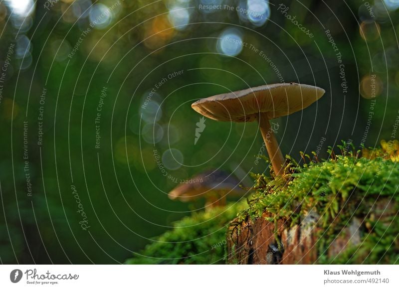 Im Morgenlicht wartet ein Pilz auf einem Baumstumpf, auf mich :D ( Pilzart wurde nicht bestimmt ).Moos und hübsches Bokeh, verleihen dem Bild seinen Reitz