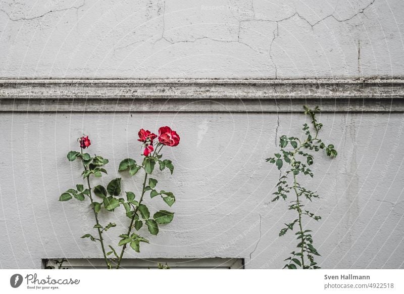 Rose rankt an einer grauen Wand Blühend Blüte Garten Valentinstag rot Blume schön Pflanze Sommer Natur Duft Romantik Rosenblüte Stimmung Farbfoto Lebensfreude