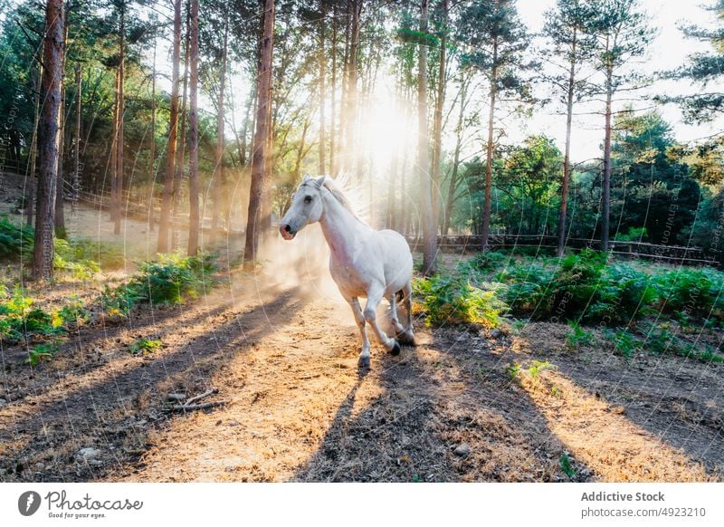 Weiße Pferde grasen auf einem Feld gegen die Sonne, die durch die Zweige im Wald scheint Natur Berge u. Gebirge wild Sonnenstrahlen Rochen Umwelt Weide Tier