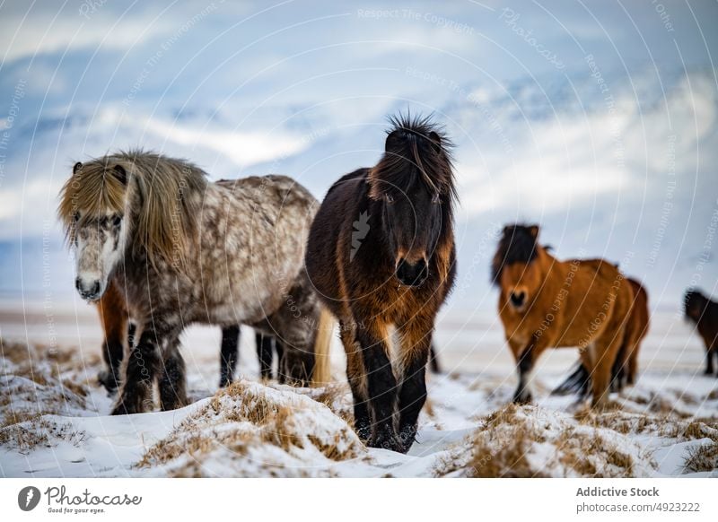 Pferde grasen im verschneiten Tal in den Bergen weiden Winter Herde Berge u. Gebirge Weide Tier wild Wiese Island Natur Schnee Islandpferd Landschaft