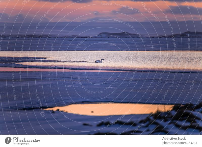 Anmutiger Schwan schwimmt in kaltem See Winter Teich Großstadt Island Schnee Wasser Sonnenaufgang Vogel Himmel Natur wild schwimmen Park Küste Umwelt ruhig Tier