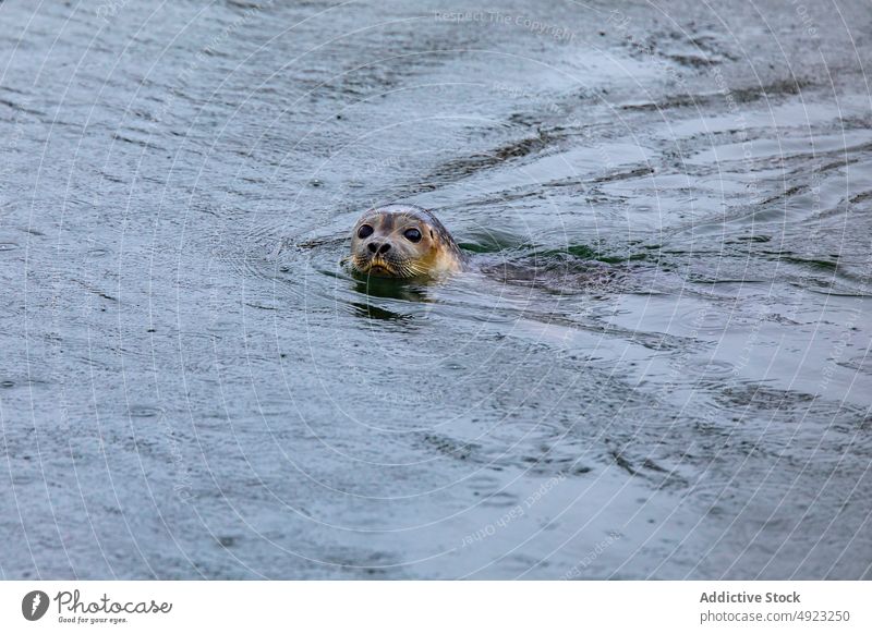 Robbe schwimmt im Meerwasser gegen Berge Siegel MEER schwimmen Berge u. Gebirge Winter kalt wild Tier Lebensraum Island Winterzeit sonnig Hochland Umwelt