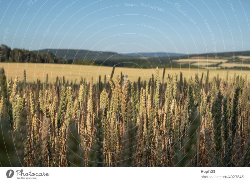 Weizenfeld kurz vor der Ernte Feld Getreide Landwirtschaft Sommer Kornfeld Getreidefeld Ackerbau Natur Nutzpflanze Ähren Ernährung Wachstum Pflanze Lebensmittel