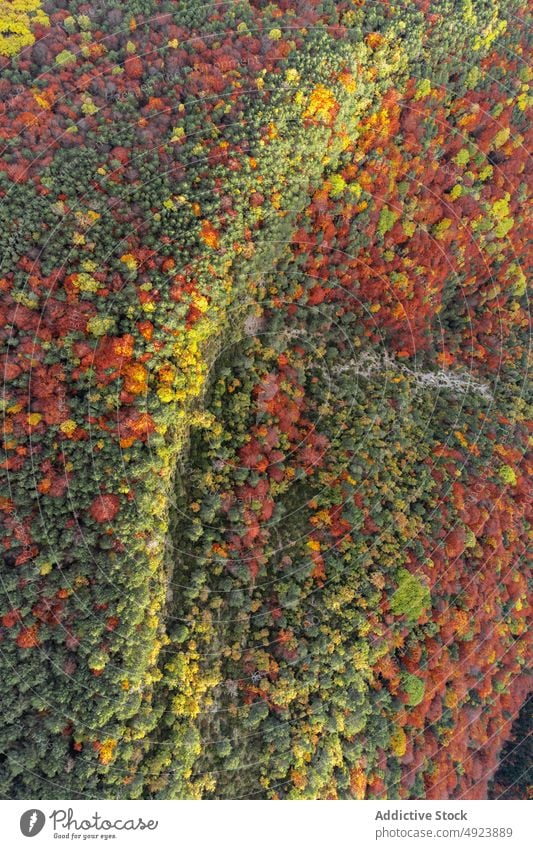 Herbstwald mit bunten Bäumen Wald Baum Wälder Natur Pflanze Waldgebiet wachsen fallen farbenfroh orange gelb grün braun Laubwerk Flora Umwelt dicht mehrfarbig