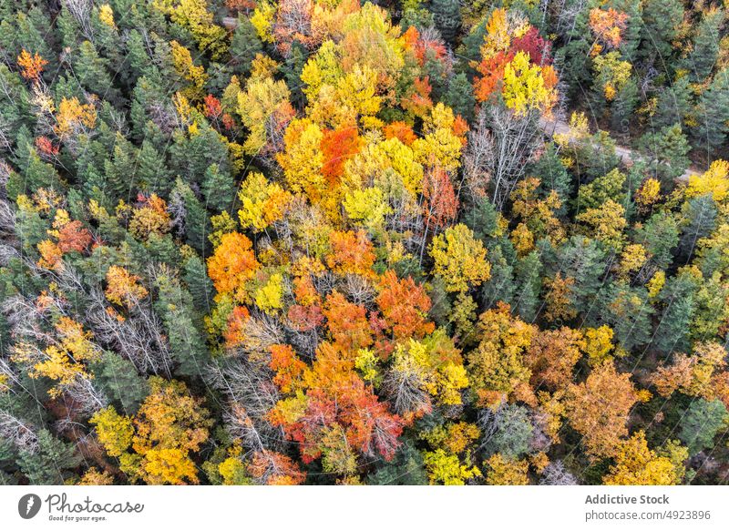 Herbstwald mit bunten Bäumen Wald Baum Wälder Natur Pflanze Waldgebiet wachsen fallen farbenfroh orange gelb grün braun Laubwerk Flora Umwelt dicht mehrfarbig