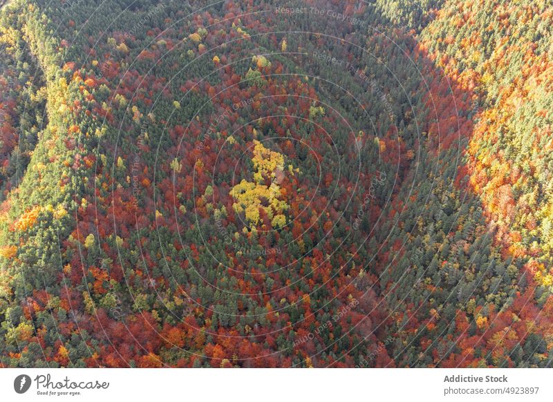 Herbstwald mit bunten Bäumen Wald Baum Wälder Natur Pflanze Waldgebiet wachsen fallen farbenfroh orange gelb grün braun Laubwerk Flora Umwelt dicht mehrfarbig