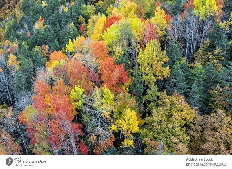 Herbstwald mit bunten Bäumen Wald Baum Wälder Natur Pflanze Waldgebiet wachsen fallen farbenfroh orange gelb grün braun Laubwerk Flora Umwelt dicht mehrfarbig