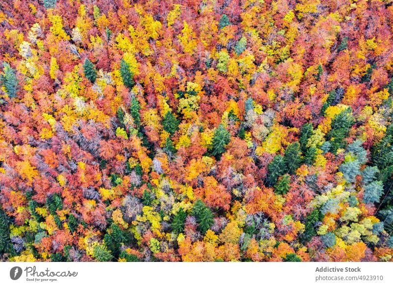 Herbstwald mit bunten Bäumen Wald Baum Wälder Natur Pflanze Waldgebiet wachsen fallen farbenfroh orange gelb grün braun Laubwerk Flora Umwelt dicht mehrfarbig