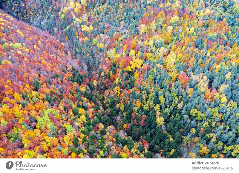 Herbstwald mit bunten Bäumen Wald Baum Wälder Natur Pflanze Waldgebiet wachsen fallen farbenfroh orange gelb grün braun Laubwerk Flora Umwelt dicht mehrfarbig