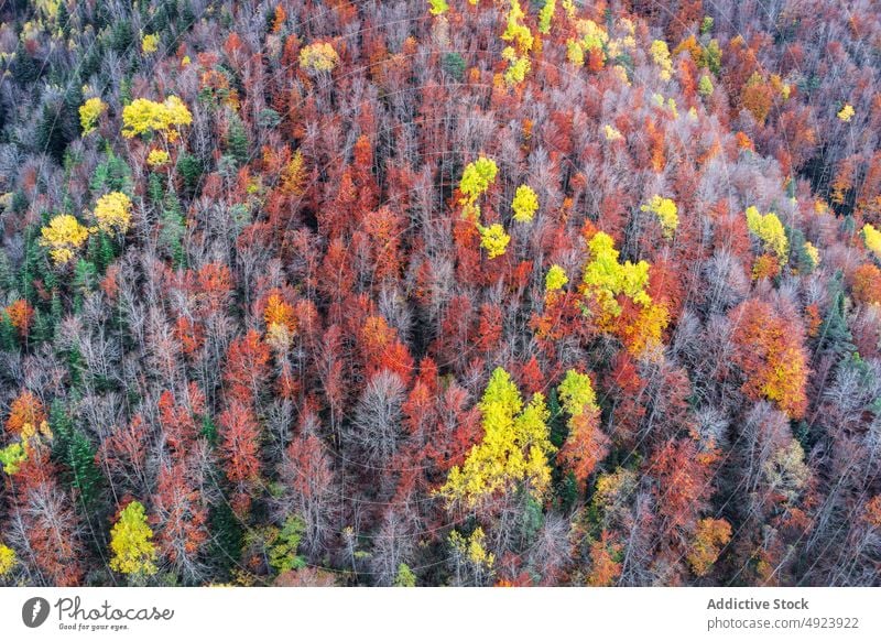 Herbstwald mit bunten Bäumen Wald Baum Wälder Natur Pflanze Waldgebiet wachsen fallen farbenfroh orange gelb grün braun Laubwerk Flora Umwelt dicht mehrfarbig