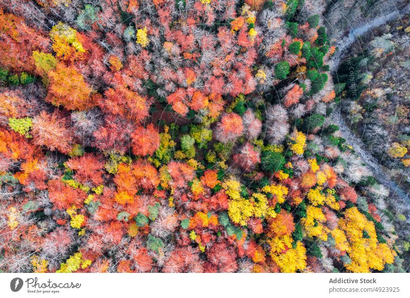 Herbstwald mit bunten Bäumen Wald Baum Wälder Natur Pflanze Waldgebiet wachsen fallen farbenfroh orange gelb grün braun Laubwerk Flora Umwelt dicht mehrfarbig