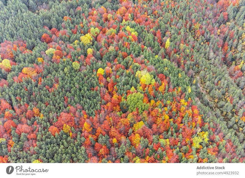 Herbstwald mit bunten Bäumen Wald Baum Wälder Natur Pflanze Waldgebiet wachsen fallen farbenfroh orange gelb grün braun Laubwerk Flora Umwelt dicht mehrfarbig