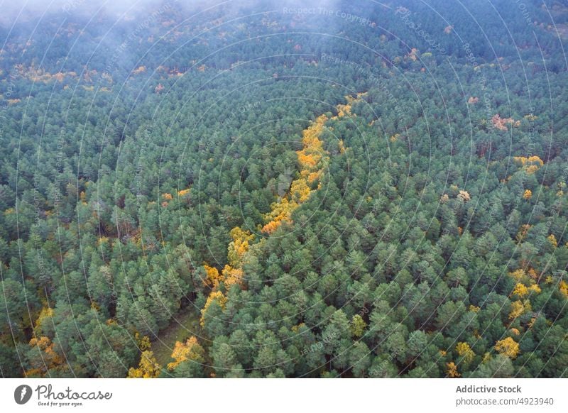 Dichter Wald mit hohen Bäumen Baum Wälder Natur Pflanze Waldgebiet wachsen Herbst dicht Laubwerk Flora Umwelt fallen vegetieren Landschaft malerisch hoch