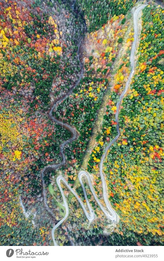 Straße durch dichten Wald Baum Wälder Natur Pflanze Waldgebiet Fahrbahn wachsen wellig Kurve eng Flora Route üppig (Wuchs) Weg farbenfroh orange gelb grün