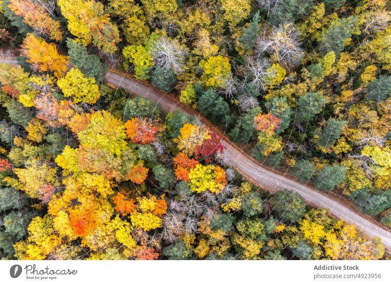 Straße durch dichten Wald Baum Wälder Natur Pflanze Waldgebiet Fahrbahn wachsen wellig eng Flora Route üppig (Wuchs) Weg farbenfroh orange gelb grün Nachlauf