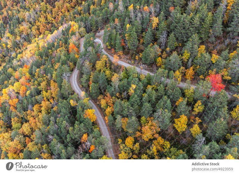 Straße durch dichten Wald Baum Wälder Natur Pflanze Waldgebiet Fahrbahn wachsen wellig eng Flora Route üppig (Wuchs) Weg farbenfroh orange gelb grün Nachlauf