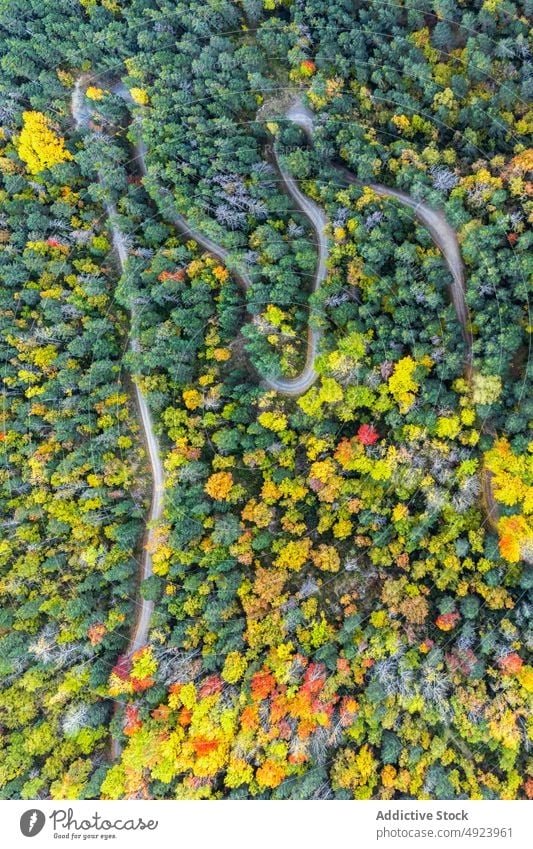 Straße durch dichten Wald Baum Wälder Natur Pflanze Waldgebiet Fahrbahn wachsen wellig Kurve eng Flora Route üppig (Wuchs) Weg farbenfroh orange gelb grün