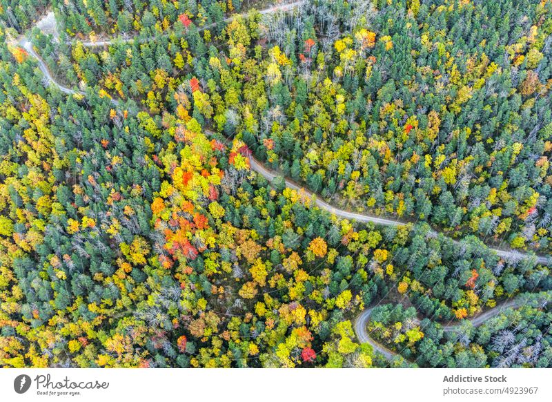 Straße durch dichten Wald Baum Wälder Natur Pflanze Waldgebiet Fahrbahn wachsen wellig Kurve eng Flora Route üppig (Wuchs) Weg farbenfroh orange gelb grün