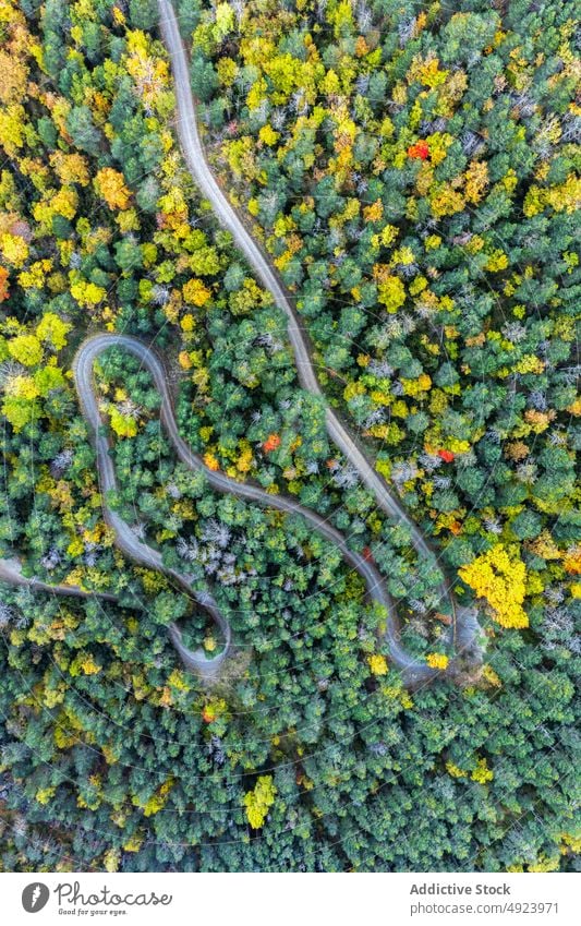 Straße durch dichten Wald Baum Wälder Natur Pflanze Waldgebiet Fahrbahn wachsen wellig Kurve eng Flora Route üppig (Wuchs) Weg farbenfroh orange gelb grün