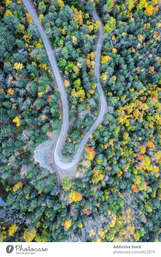 Straße durch dichten Wald Baum Wälder Natur Pflanze Waldgebiet Fahrbahn wachsen wellig Kurve eng Flora Route üppig (Wuchs) Weg farbenfroh orange gelb grün