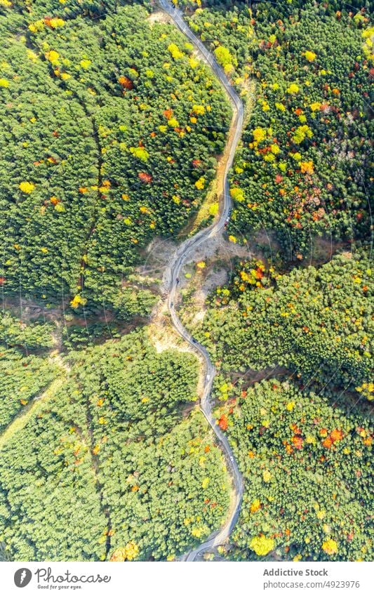 Straße durch dichten Wald Baum Wälder Natur Pflanze Waldgebiet Fahrbahn wachsen wellig Kurve eng Flora Route üppig (Wuchs) Weg farbenfroh orange gelb grün