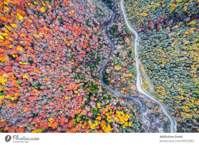 Straße durch dichten Wald Baum Wälder Natur Pflanze Waldgebiet Fahrbahn wachsen wellig Kurve eng Flora Route üppig (Wuchs) Weg farbenfroh orange gelb grün