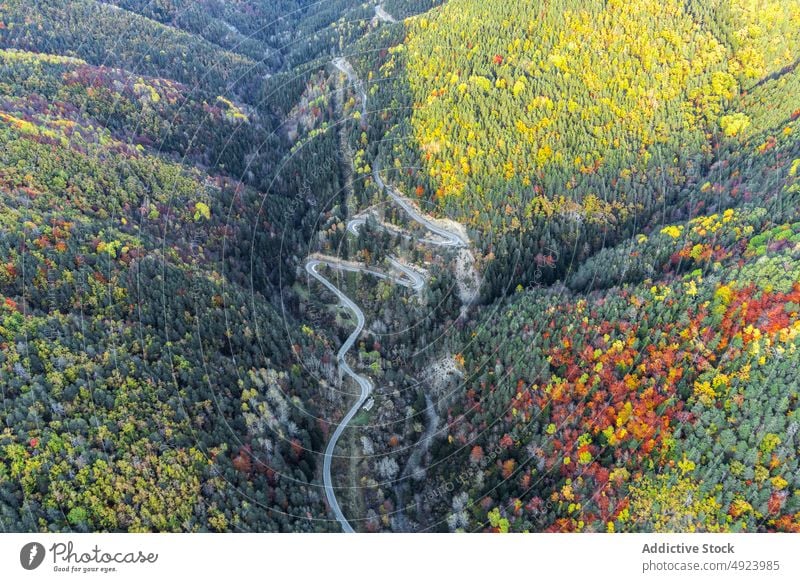 Straße durch dichten Wald Baum Wälder Natur Pflanze Waldgebiet Fahrbahn wachsen wellig Kurve eng Flora Route üppig (Wuchs) Weg farbenfroh orange gelb grün