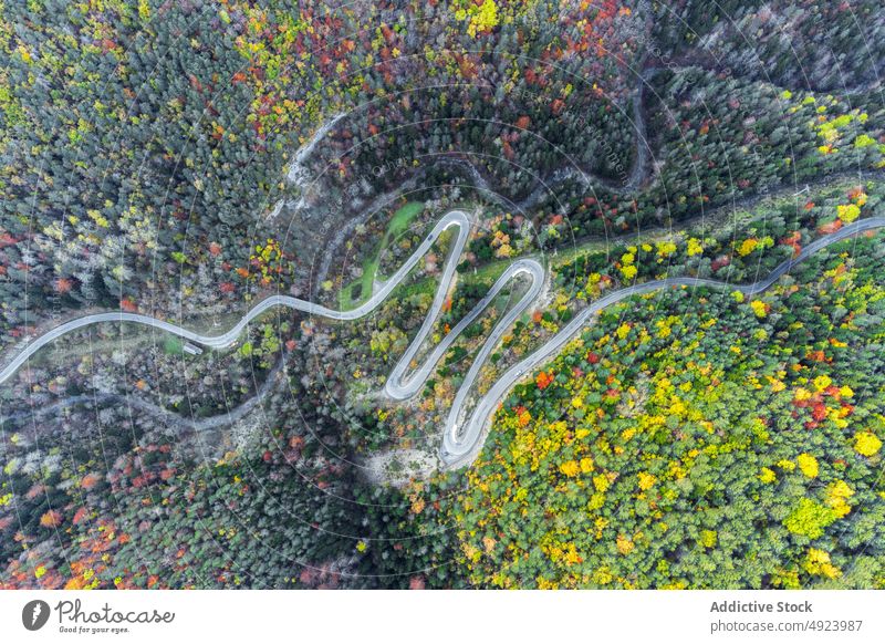 Straße durch dichten Wald Baum Wälder Natur Pflanze Waldgebiet Fahrbahn wachsen wellig Kurve eng Flora Route üppig (Wuchs) Weg farbenfroh orange gelb grün