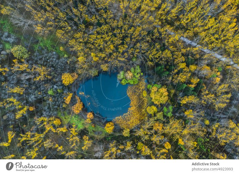 Von hohen Bäumen umgebener Teich Wald Baum Wälder Natur Pflanze Waldgebiet wachsen Wasser Herbst fallen Flora Umwelt dicht vegetieren malerisch hoch wild