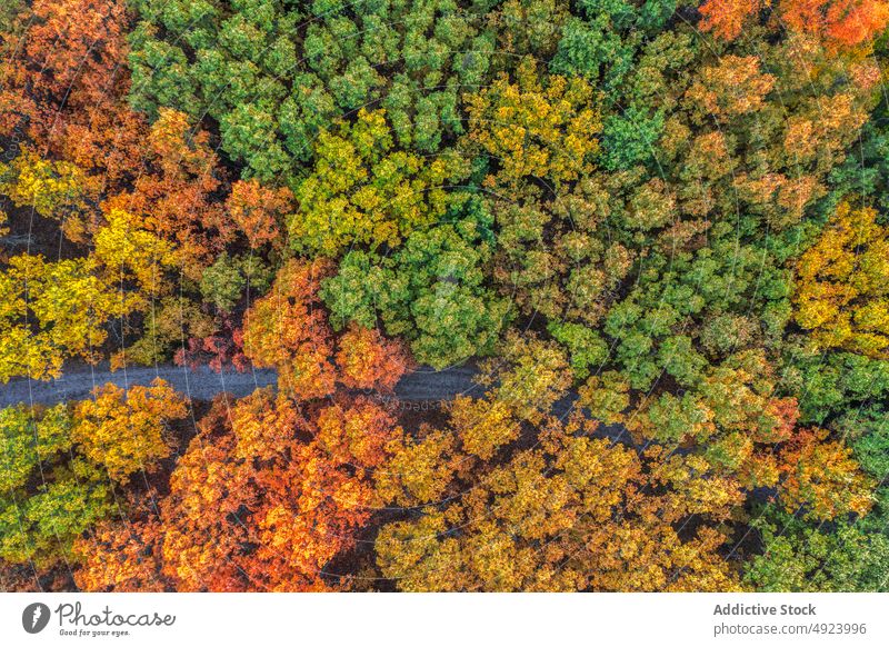 Straße durch dichten Wald Baum Wälder Natur Pflanze Waldgebiet Fahrbahn wachsen wellig eng Flora Route üppig (Wuchs) Weg farbenfroh orange gelb grün Nachlauf