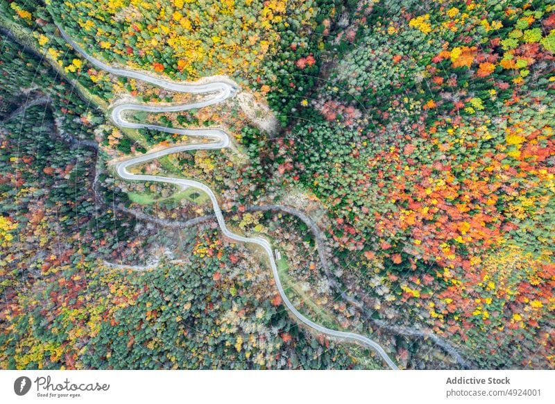 Straße durch dichten Wald Baum Wälder Natur Pflanze Waldgebiet Fahrbahn wachsen wellig Kurve eng Flora Route üppig (Wuchs) Weg farbenfroh orange gelb grün