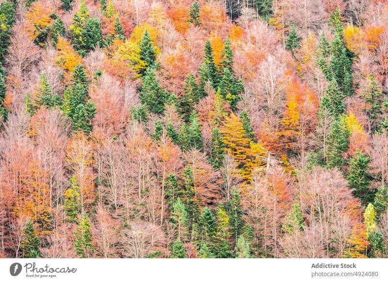 Herbstwald mit bunten Bäumen Wald Baum Wälder Natur Pflanze Waldgebiet wachsen fallen farbenfroh orange gelb grün braun Laubwerk Flora Umwelt dicht mehrfarbig