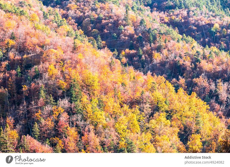 Herbstwald mit bunten Bäumen Wald Baum Wälder Natur Pflanze Waldgebiet wachsen fallen farbenfroh orange gelb grün braun Laubwerk Flora Umwelt dicht mehrfarbig