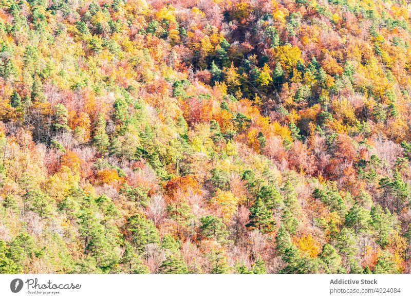 Herbstwald mit bunten Bäumen Wald Baum Wälder Natur Pflanze Waldgebiet wachsen fallen farbenfroh orange gelb grün braun Laubwerk Flora Umwelt dicht mehrfarbig