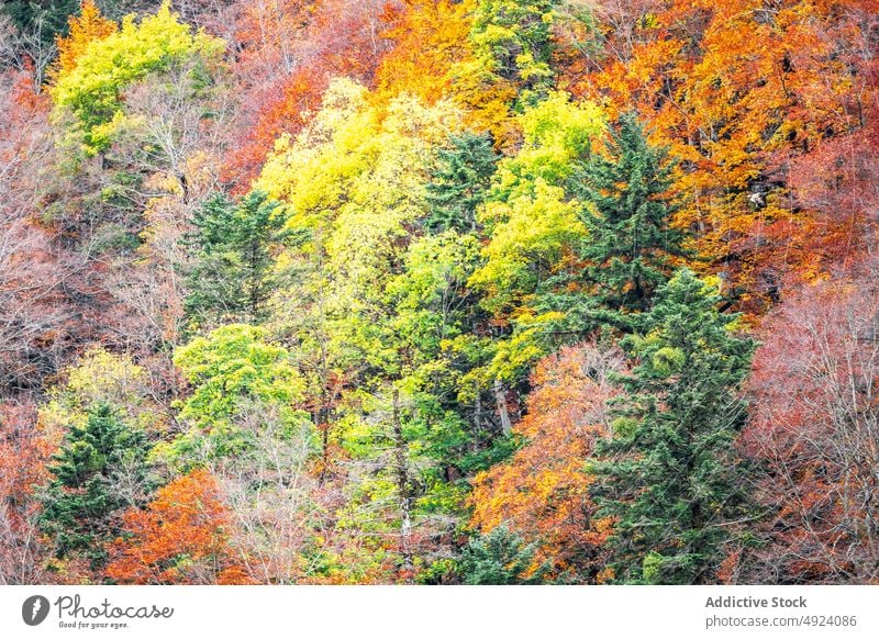 Herbstwald mit bunten Bäumen Wald Baum Wälder Natur Pflanze Waldgebiet wachsen fallen farbenfroh orange gelb grün braun Laubwerk Flora Umwelt dicht mehrfarbig