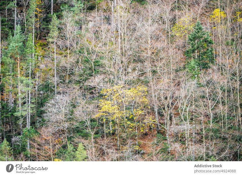 Herbstwald mit bunten Bäumen Wald Baum Wälder Natur Pflanze Waldgebiet wachsen fallen farbenfroh orange gelb grün braun Laubwerk Flora Umwelt dicht mehrfarbig