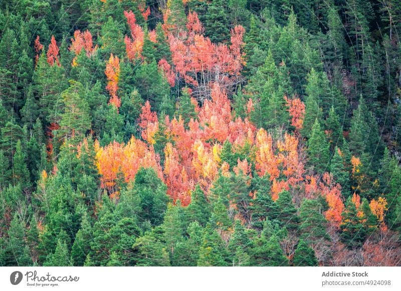 Herbstwald mit bunten Bäumen Wald Baum Wälder Natur Pflanze Waldgebiet wachsen fallen farbenfroh orange gelb grün braun Laubwerk Flora Umwelt dicht mehrfarbig